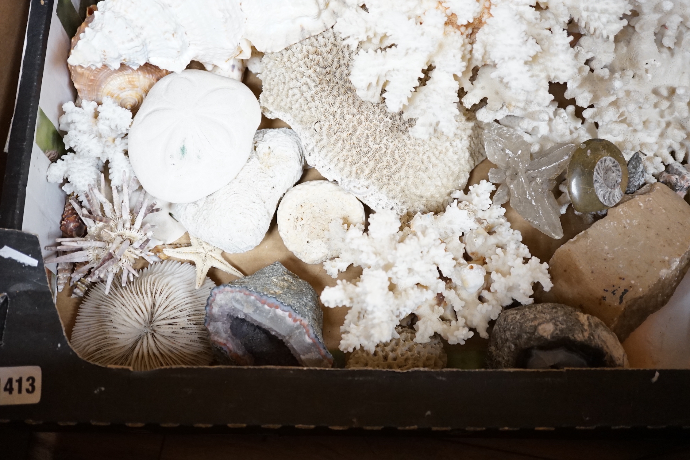 A group of various sea shells, corals, fossils etc.